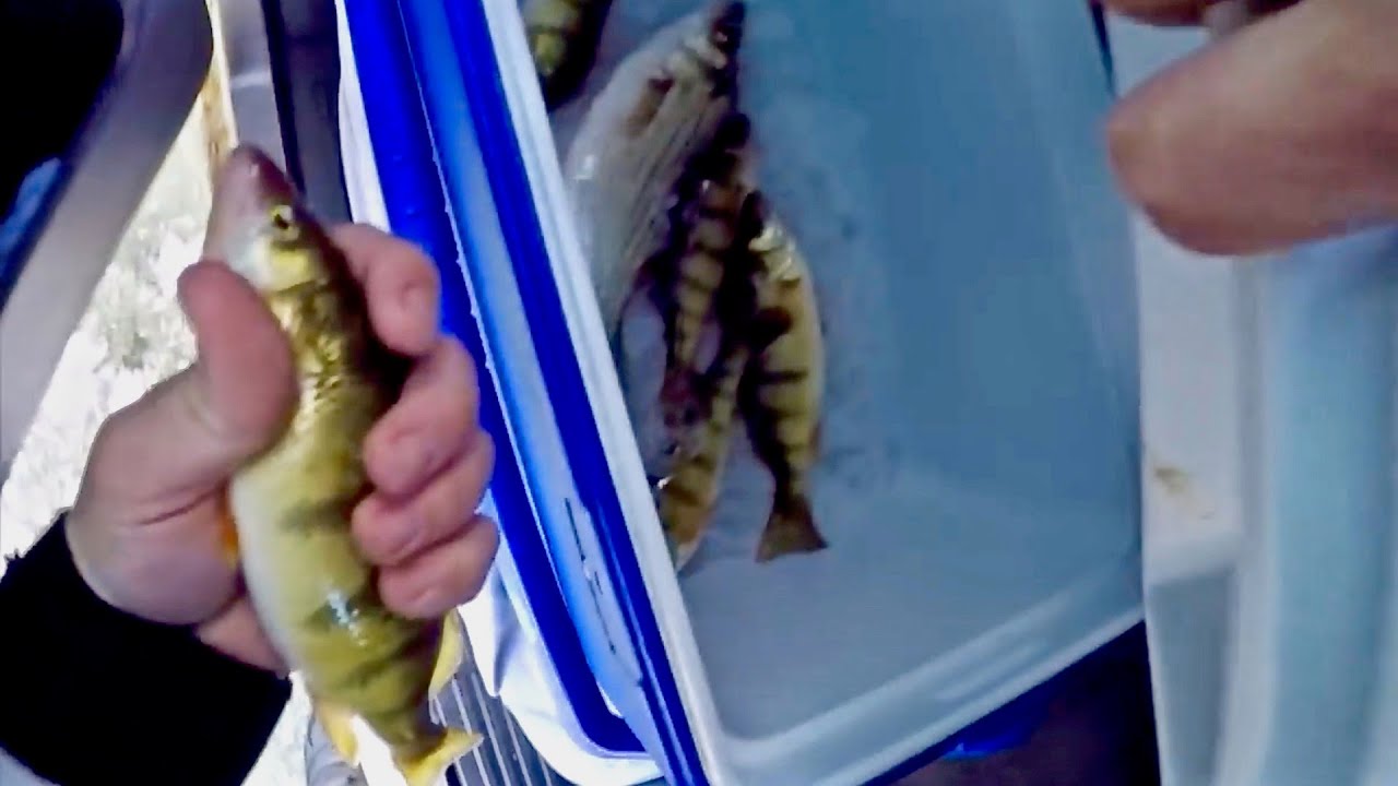 Ice Fishing for White Bass and Perch on Lake Winnebago!