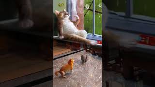 K Kaam Check Karo Cat Tube