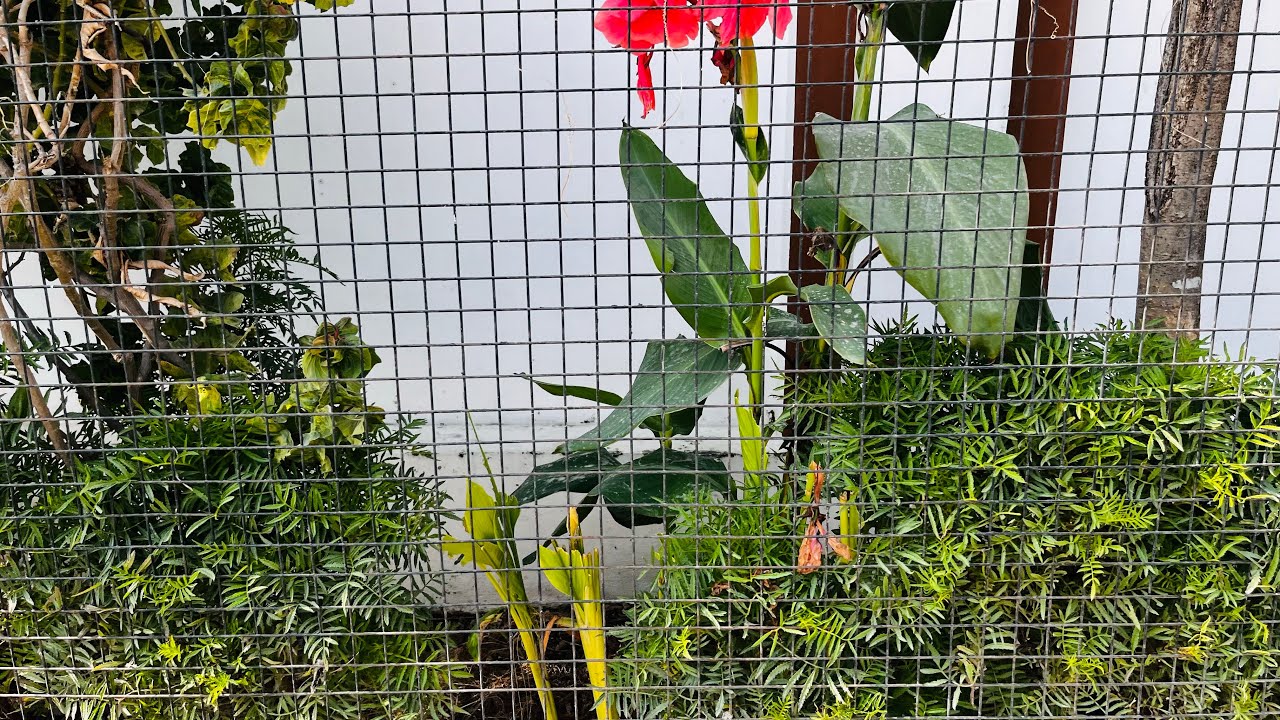 Ek baar fr kitchen garden ke mentinance 😀