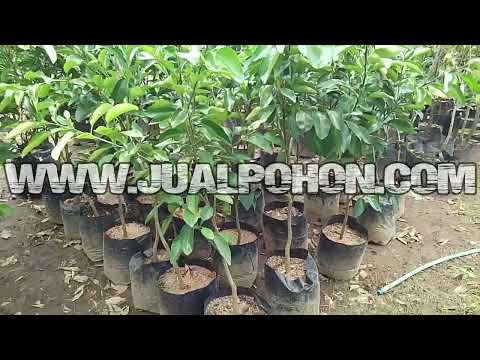 Bibit Pohon Buah Jeruk Bali 1,5 Meteran Ready Stok Cocok Ditabulampot