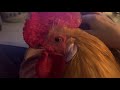 Pet Chicken Falls Asleep from Massage