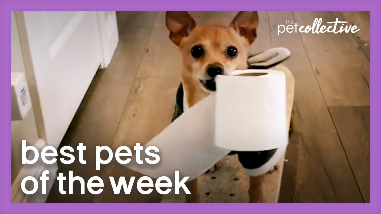 Special Delivery | Best Pets of the Week