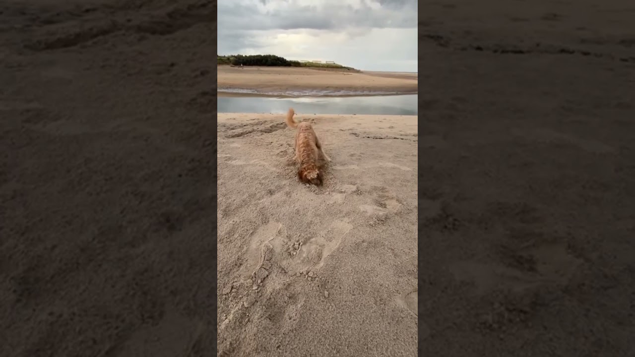 Dig dig digging on the beach 🐶🐾