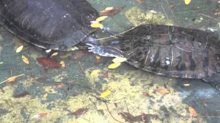 Turtle Alarm Clock