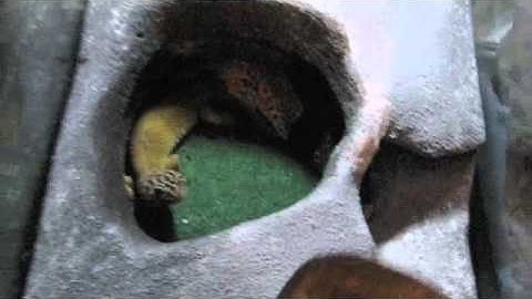 Leopard gecko terrarium update #42
