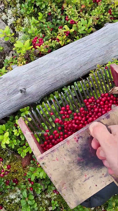 Download lagu Special tools for picking berries #harvesting #cranberry #lingonberry #berryfarm #fruit #vaccinium