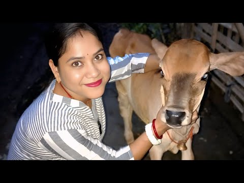 কিছু মানুষের রিকোয়েস্টের ভিডিও নিয়ে চলে এসেছি থাম্বেল দেখেই বুঝতে পারছ 🥰🙏# shampas Lifestyle #
