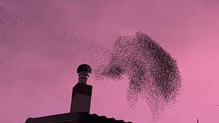 DIMASH KUDAIBERGEN - Thousands Of Miles A Common Dream -The birds dance ! (Sub Ita-Fr-Eng-Ru-Esp)