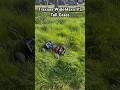 Traxxas WideMaxx VS Tall Grass #traxxas #maxx #rc