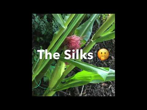 Mistakes to avoid when growing corn