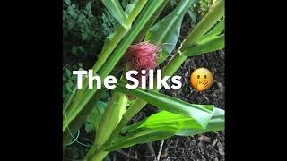 Mistakes to avoid when growing corn