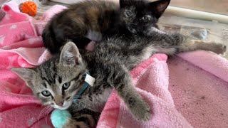 PAWS Pets for Adoption June 1, 2023