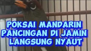 POKSAI mandarin Pancingan Di jmin Langsung NYAUT cor dor