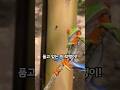 빨간 눈 개구리의 숨겨진 비밀! 자연이 만든 완벽한 신호등