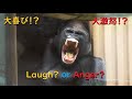 モモタロウ、激怒！？いいえ、怒ってません♪京都市動物園・ゴリラ【Gorilla,Is Momotaro angry?】