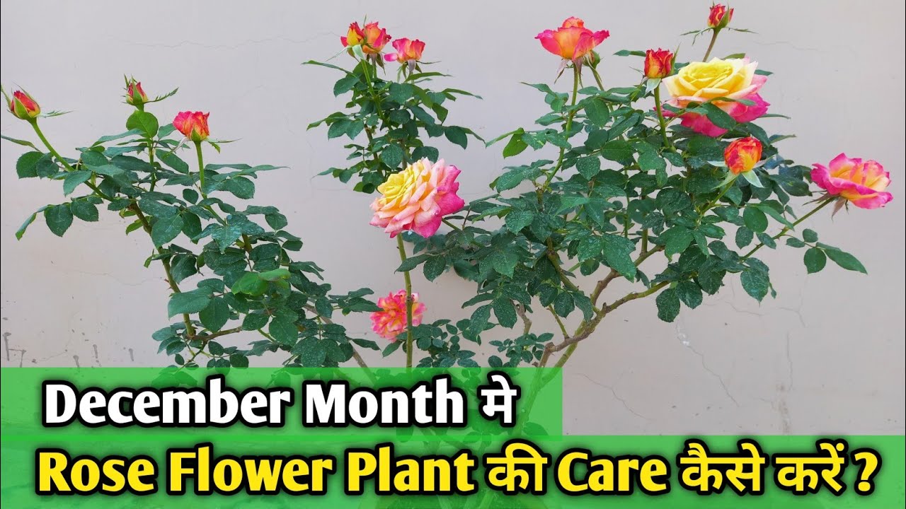 December Month में Rose Flower Plant की Care कैसे करें ? Rose Care in December Month Rose