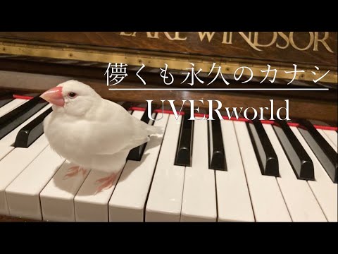 UVERworld - 『儚くも永久のカナシ』 耳コピして弾いてみた 〈ピアノ練習〉