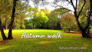 Autumn nature short video - fall foliage 2020 - Nature drone video 4K