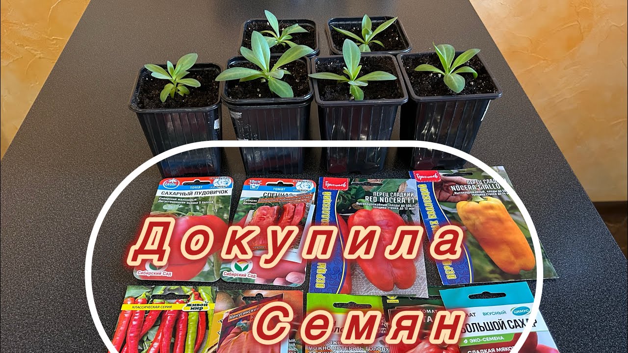 Посеяла землянику/ пересадила томаты 🏡26.02.2026 дача 5 соток 