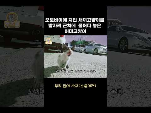 새끼가 오토바이에 치이자 어미 고양이가 한 행동 #캣츠콩 #고양이 #길냥이구조