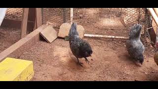 Famous Easter Egger Bantam are 20 weeks old @JacquelineJaroffaith Net Worth