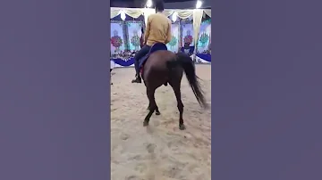 رقص خيل ماشاء الله 