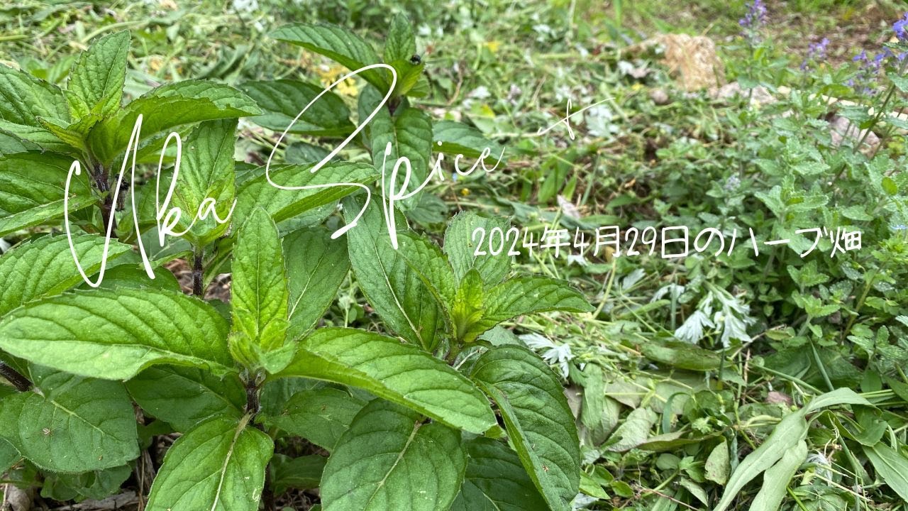 自然農ハーブ】2024年4月29日のハーブ畑の様子／ハーブの植え付け