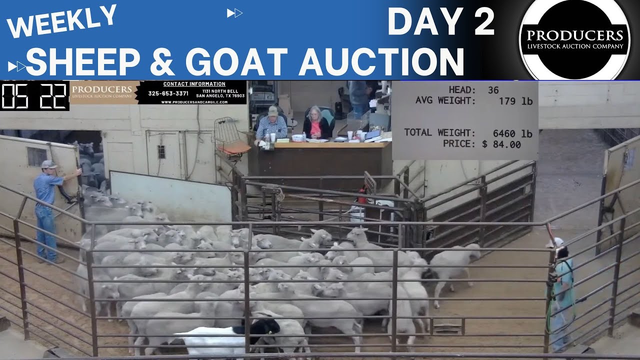 6/12/2024 Day 2 Producers Livestock Auction Company Sheep & Goat