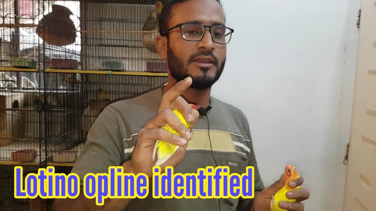 How to identify lotino opline, lotino fisheri and lotino personata