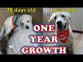 Labrador Dog One Year Transformation | Yellow Lab Indian Born | Puppy to Dog