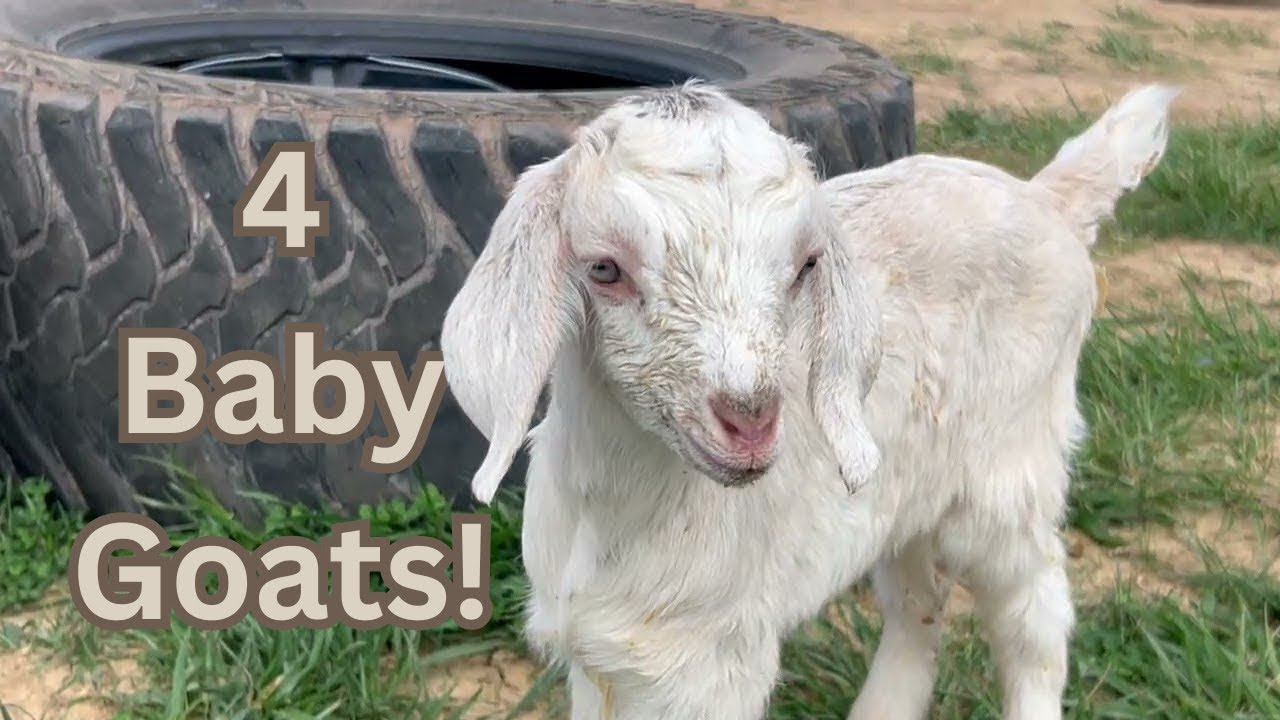 What having goats is really like... | Homesteading in West Virginia - Season 3 Episode 4