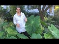 💚 Storing Elephant Ear ~ Winterizing Elephant Ear 💚