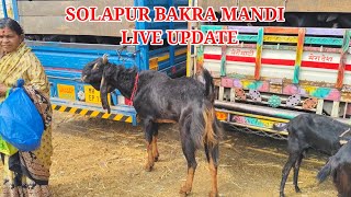 SOLAPUR GOAT MARKET (TUESDAY MORNING MARKET)