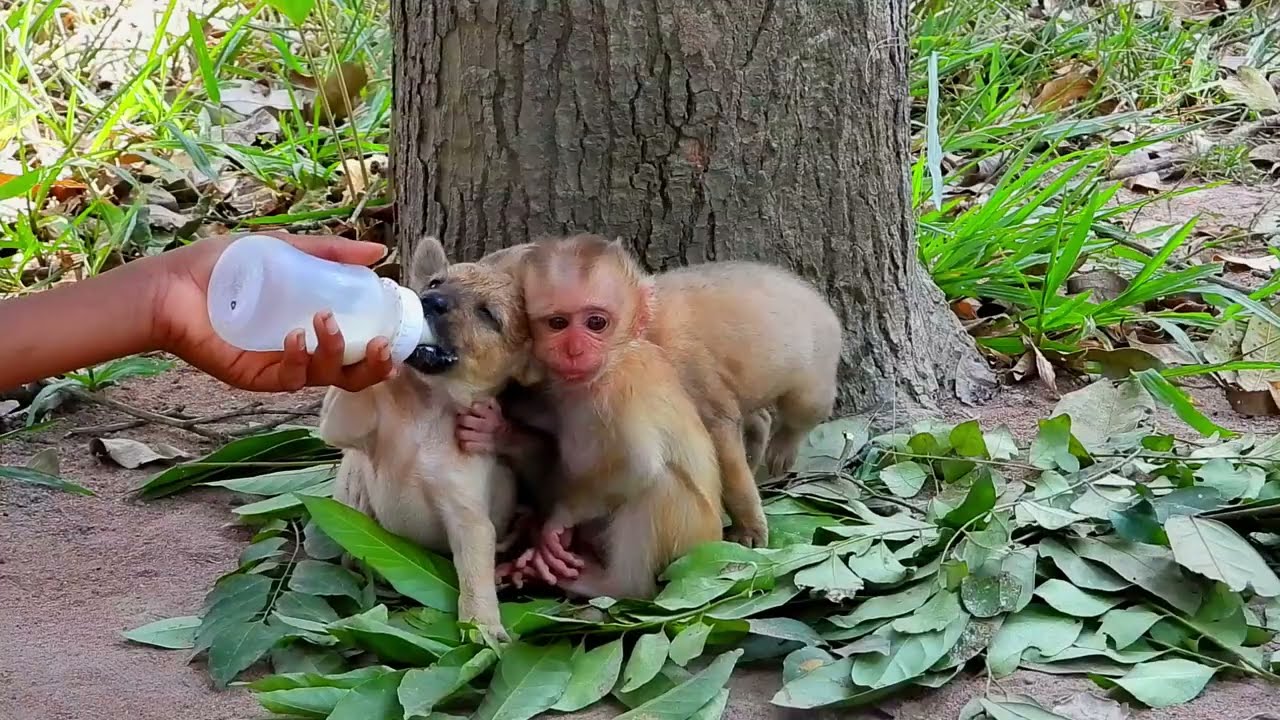The puppy also needs milk. The little monkey gives the milk to the puppy to drink.