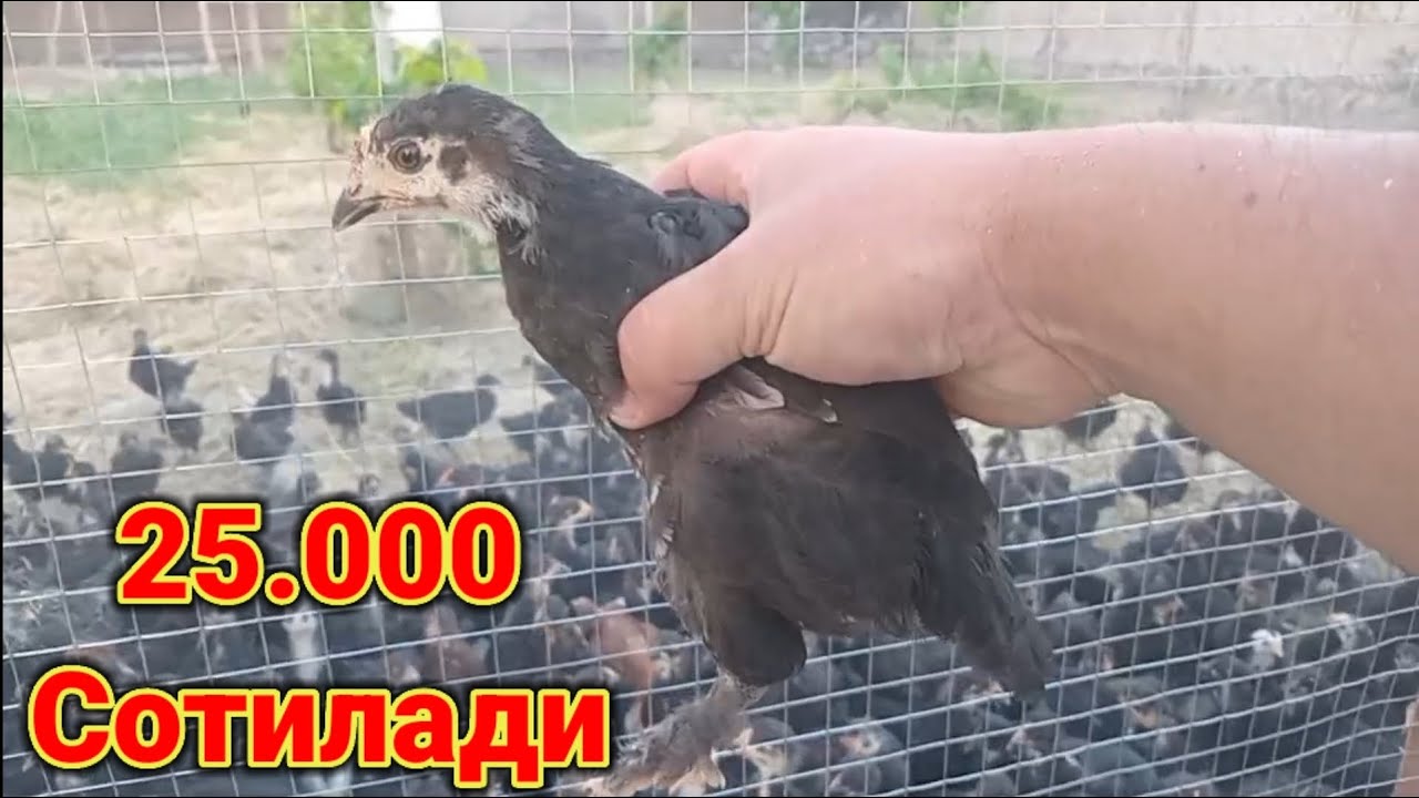 Бизнес учун 1 ойлик жужалар сотилади