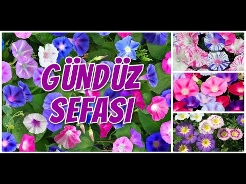 Video: Aslanağzı (60 Fotoğraf): çiçek Tarhları, Ampel Antirrinum Ve Diğerleri Için çeşitler. Çok Yıllık Mı Yoksa Yıllık Mı? Tohum Nasıl Toplanır?