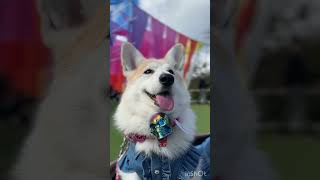 2025.10.13 びわこ箱館山を楽しむコーギー陽菜芹姉妹③（Hina&Seri）