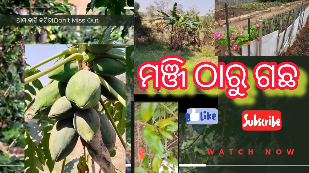 ଆସୁନ୍ ଦେଖମା ଆମର ବାଡିବଗିଚା,ଗଛଲତା ଆଉ ଫୁଲ ଫଳ🌳🌴