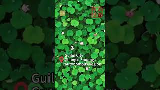 A glimpse of Guilin