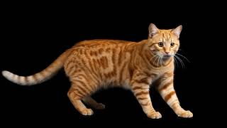 Realistis Cat Hologram 3d video Kucing Proyeksi 3D DIY projektor mika screenshot 3