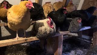 What do do with old Roosters! by PA Country Cluckers 217 views 1 month ago 1 minute, 52 seconds