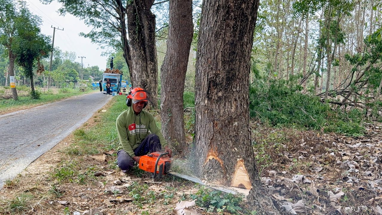 Felling 2 Trees on the Side of the Village Road!