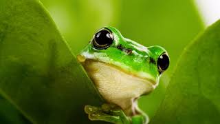Картинка земноводное. Макро, лягушка, листья | Amphibian picture. Macro, frog, leaves Картинка земноводное. Макро, лягушка, листья | Amphibian picture. Macro, frog, leaves