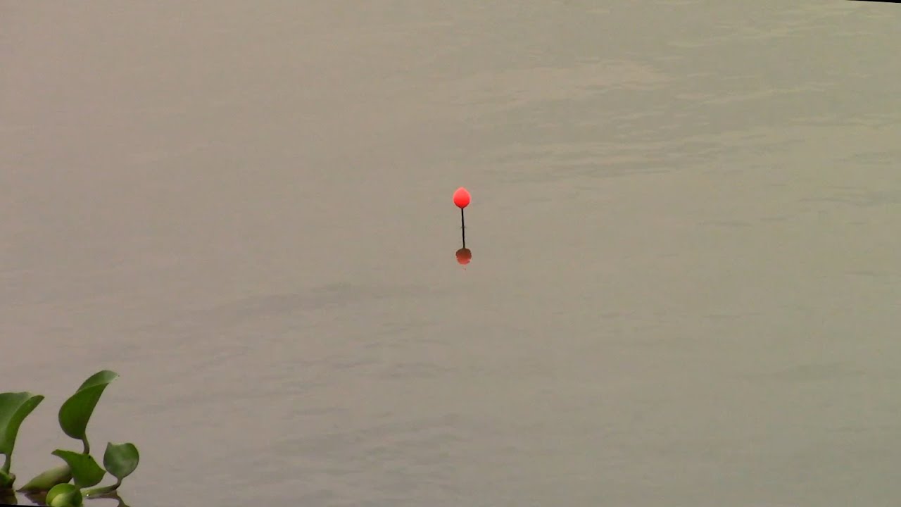 Câu lục ổ bằng cần tay giật cá đã tay - Câu cá sông