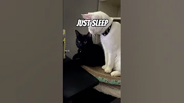 Must Be Nice Cat Catlovers Shorts 