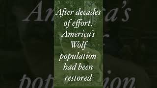 #SaveOurWolves