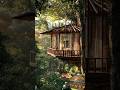 Building a home in a forest