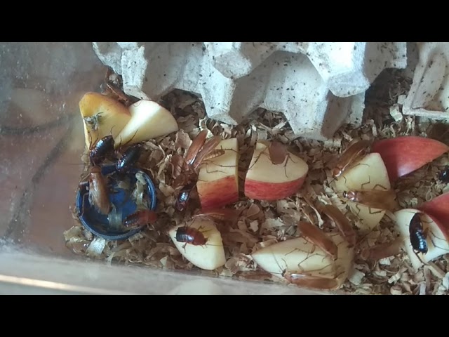 Туркменские тараканы (Shelfordella tartara) трапезничают яблоками