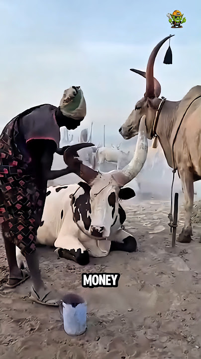 Cow Dung Goldmine
