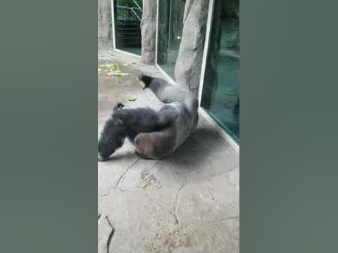 #gorillas in the rain part 2 - YouTube